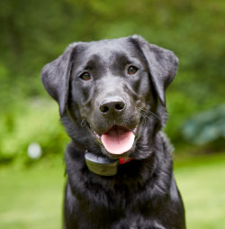 DogWatch of the Coulee Region, , Wisconsin | 1200Fence Contact Us Image