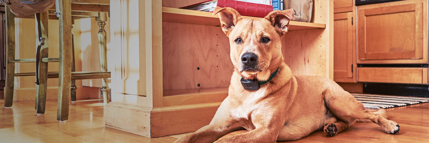 DogWatch of the Coulee Region, , Wisconsin | Indoor Pet Fences Slider Image