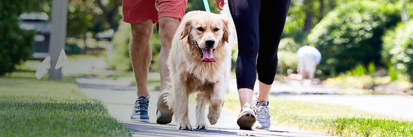 DogWatch of the Coulee Region, , Wisconsin | SideWalker Leash Trainer Slider Image