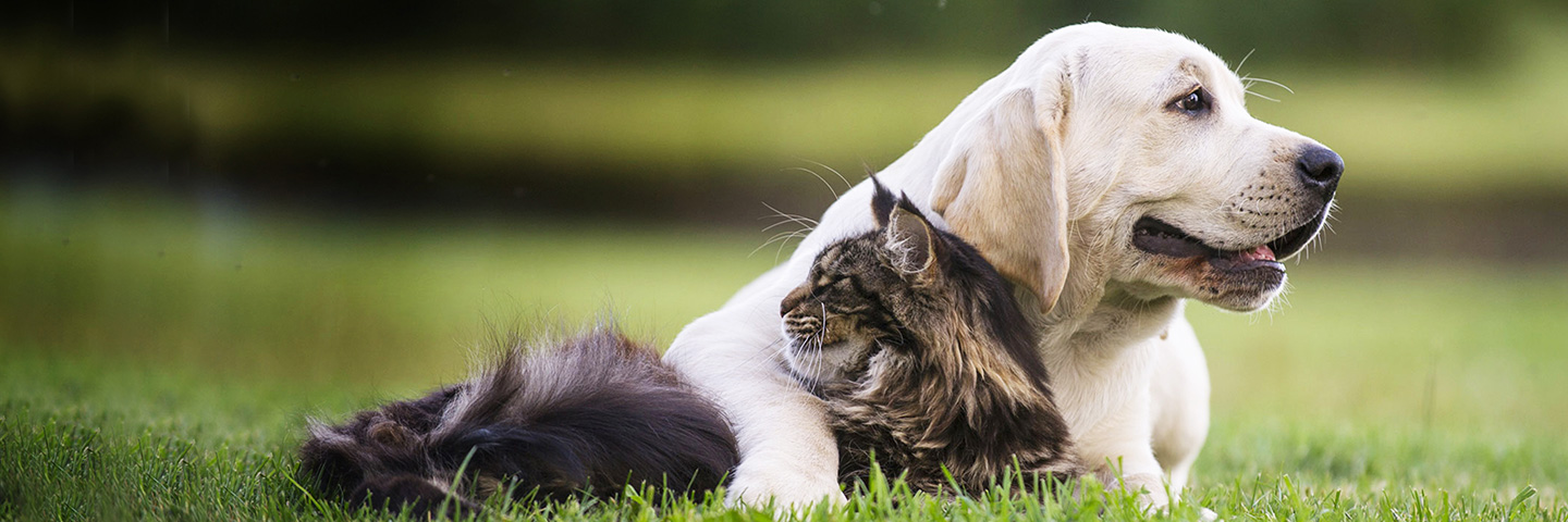 DogWatch of the Coulee Region, , Wisconsin | Cat Fences Slider Image